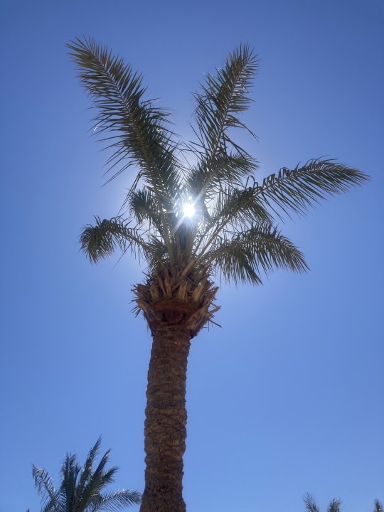 Strand Steigenberger ALDAU Beach Hotel