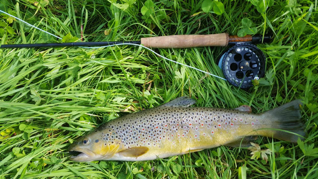 Bachforelle Gasthof Pension Appartements Zur Gams