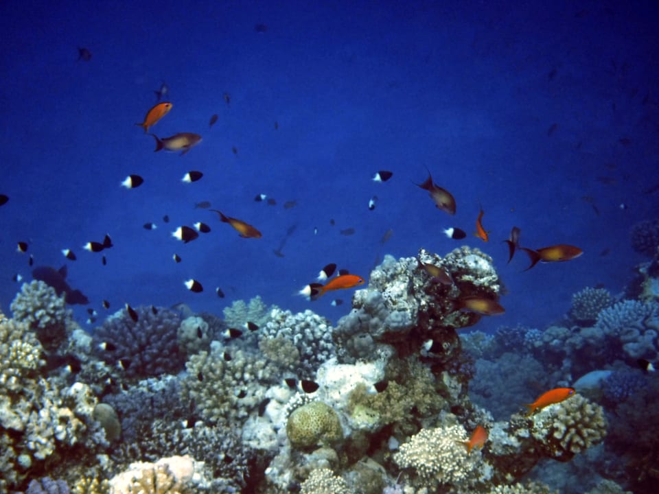 Strand Steigenberger Coraya Beach - Adults only