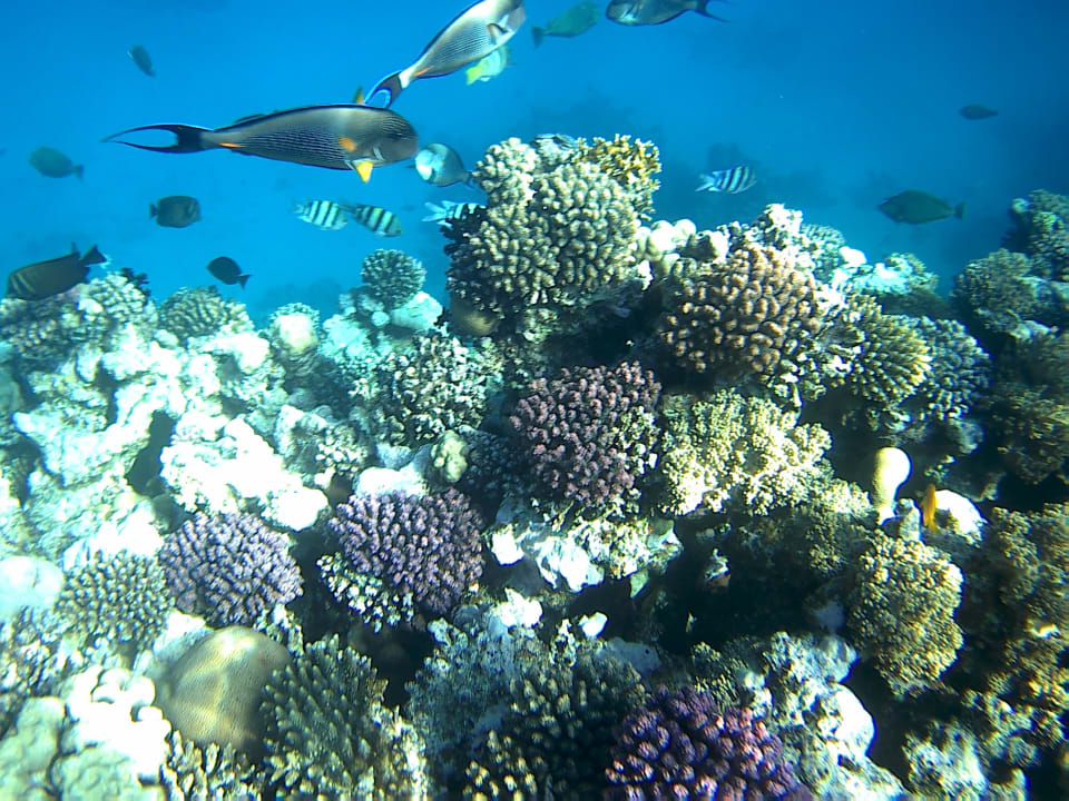 Sport & Freizeit Pickalbatros Citadel Resort