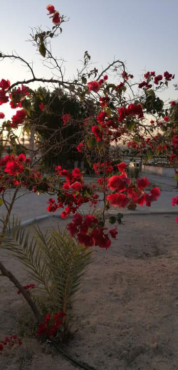 Gartenanlage Coral Beach Hurghada