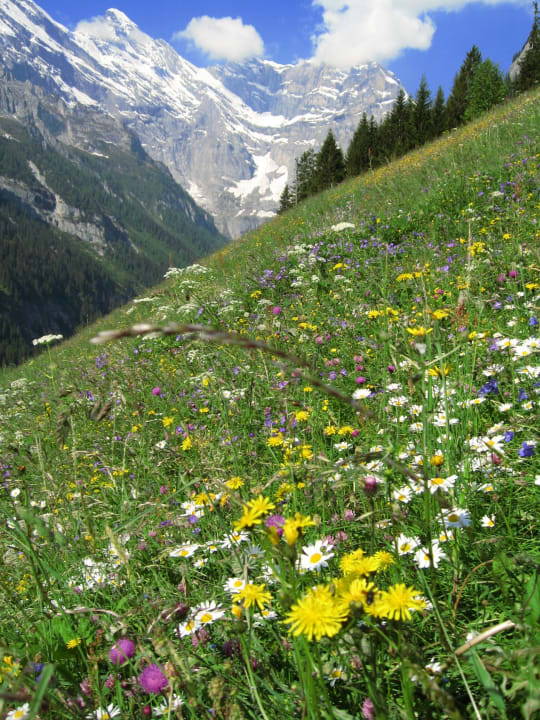 Juniwiese neben dem Haus Esther's Guesthouse