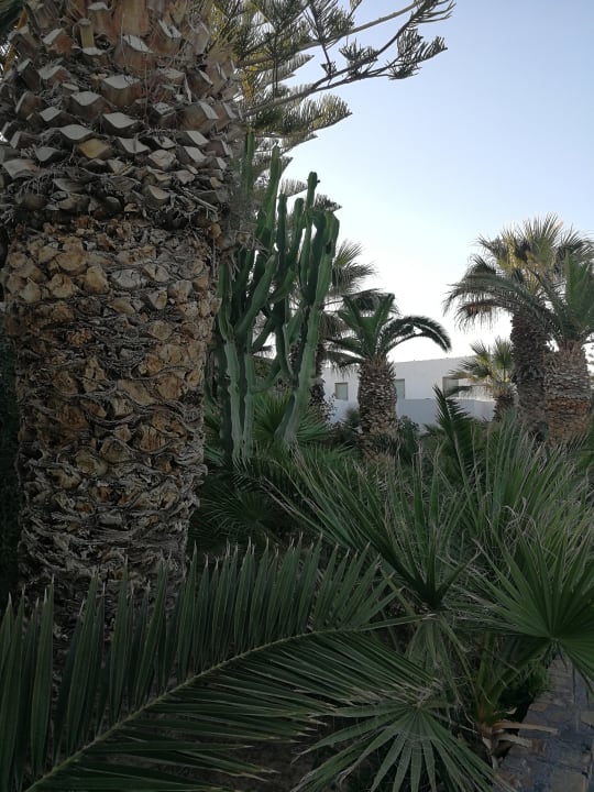 Gartenanlage The Island Hotel