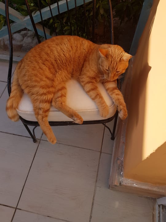 Katze Giftun Azur Resort