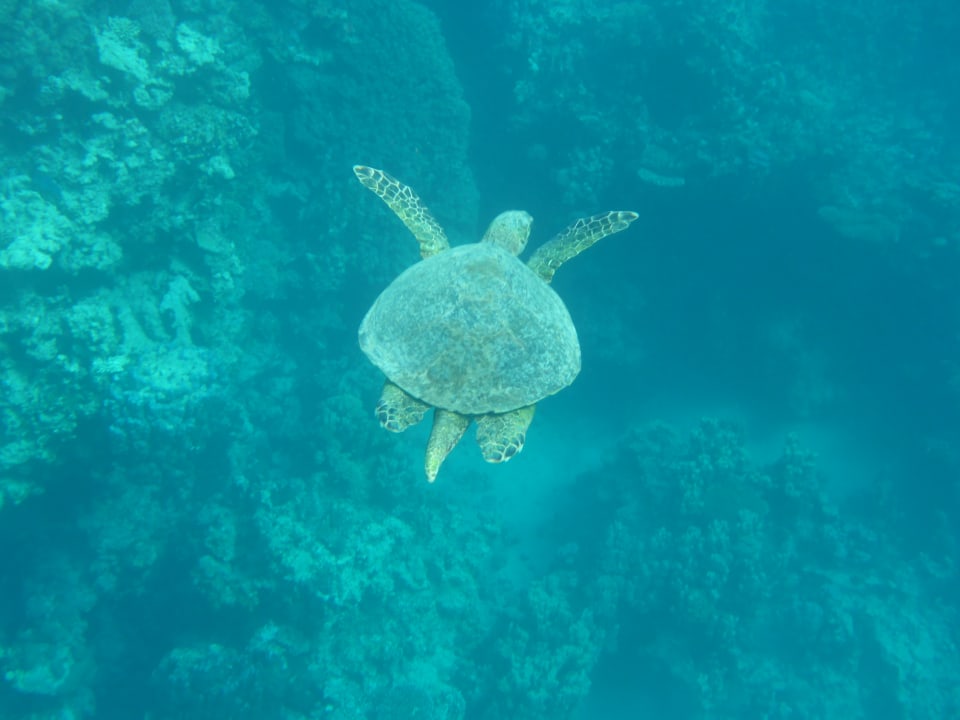 Sport & Freizeit Hotel Gorgonia Beach Resort