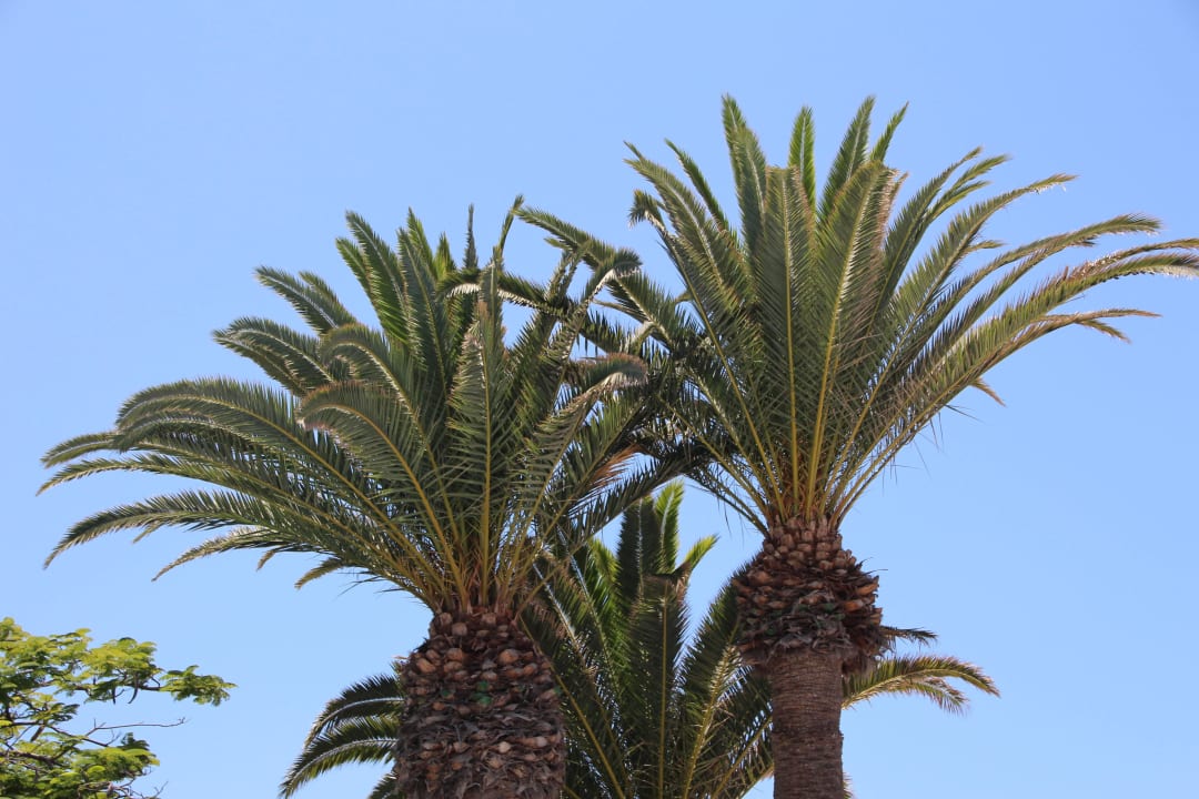 Hôtel H10 Las Palmeras - La Piscine H10 Las Palmeras