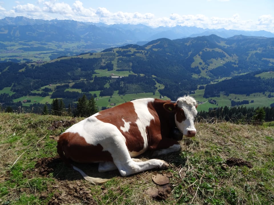 Ausblick Fink Ferien