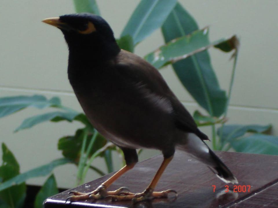 Vogel NH Collection Samui Peace Resort