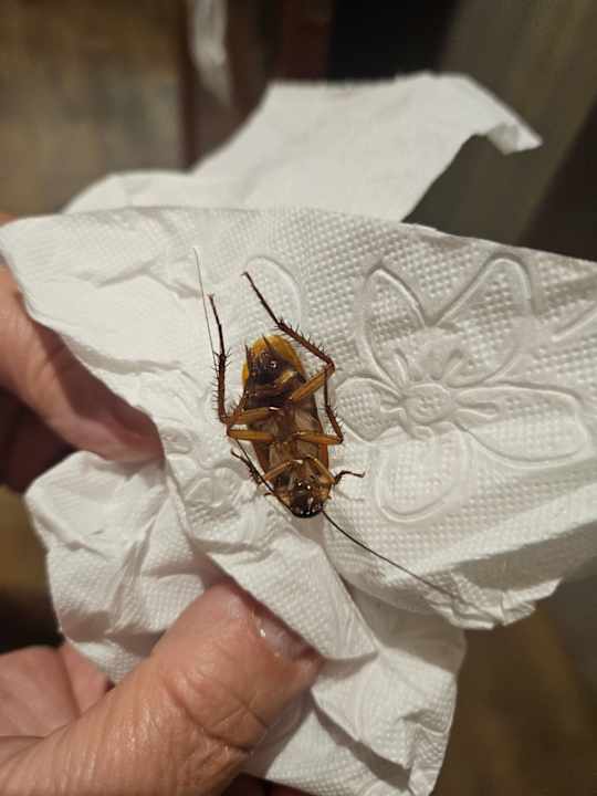 Zimmer Hotel Best Semiramis