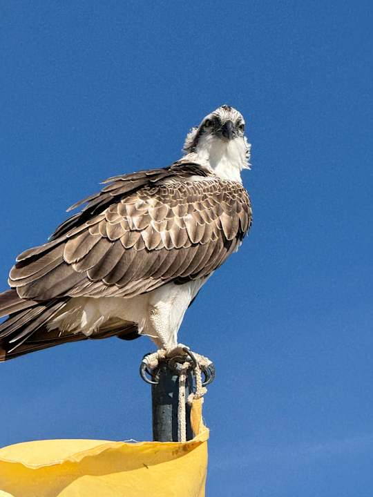 Strand Steigenberger Coraya Beach - Adults only