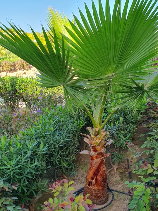 Gartenanlage Hotel Riu Palace Boavista