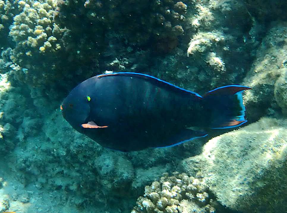 Außenansicht Arabella Azur Resort