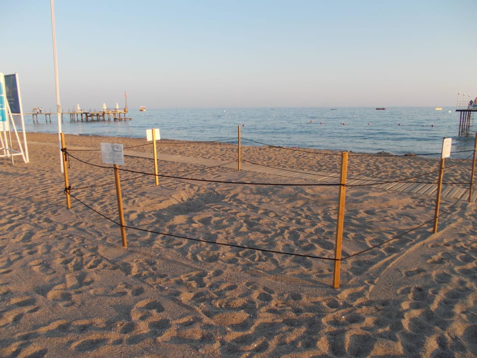 Schildkrötengelege Sunis Elita Beach Resort & Spa