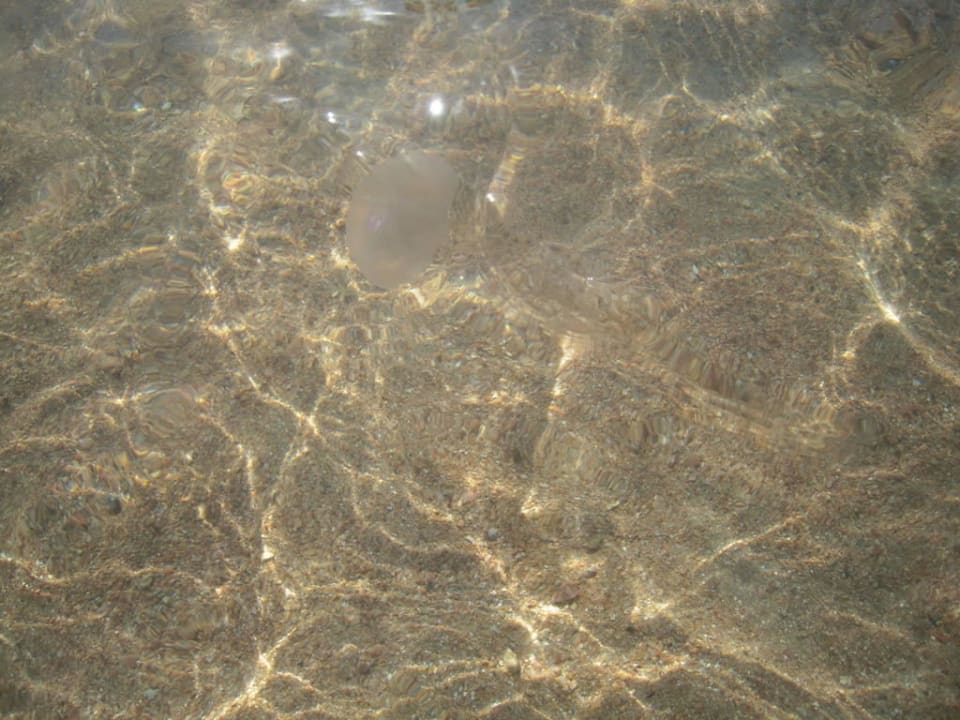 Weisse Qualle JAZ Aquamarine Resort