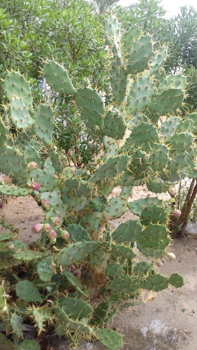Gartenanlage Hotel Djerba Resort
