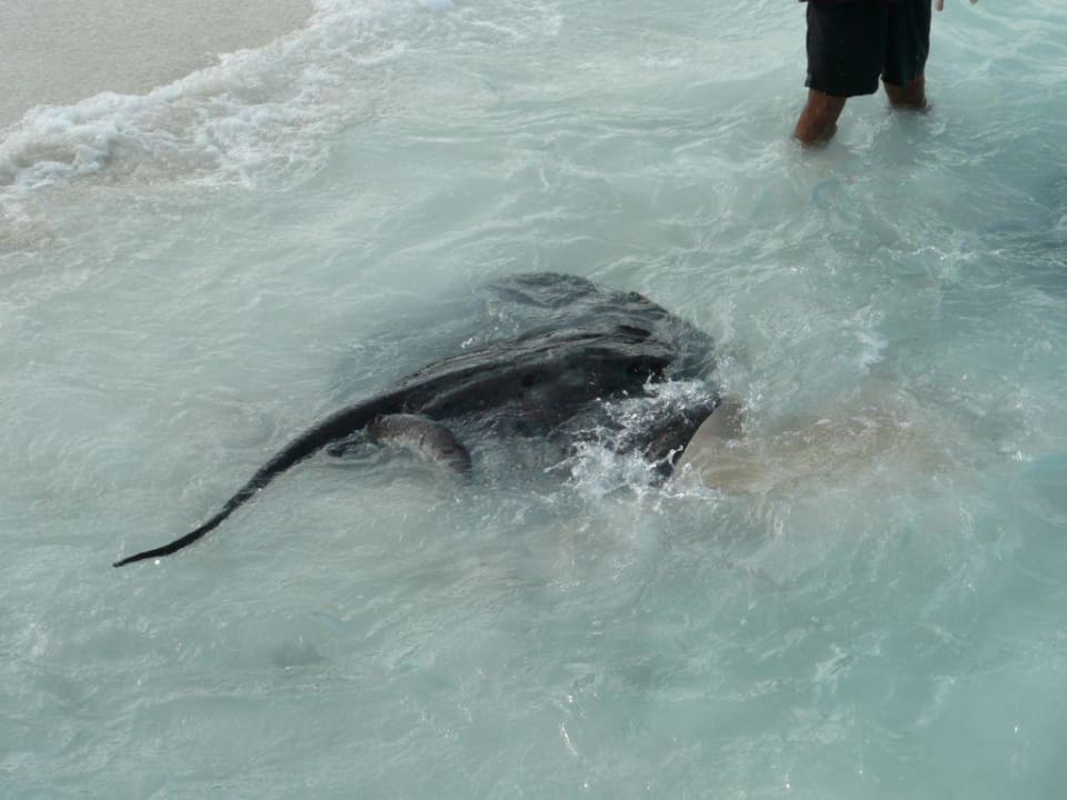 Rochefütterung NH Collection Maldives Reethi Resort