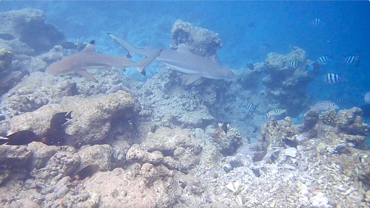 Sonstiges Vilamendhoo Island Resort & Spa