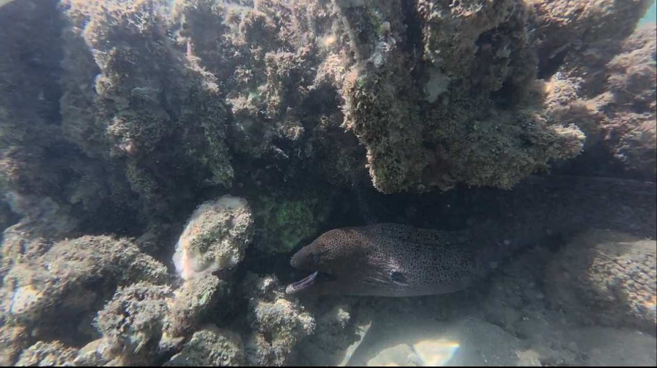Strand Lahami Bay Beach Resort