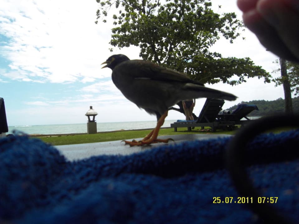 Netter Besucher Khao Lak Merlin Resort