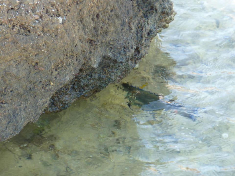 Fisch Pickalbatros Citadel Resort