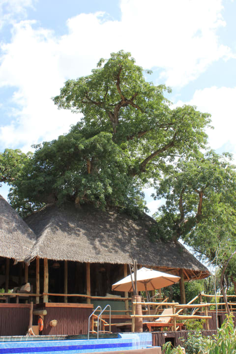 Lobby und Pool Hotel Tarangire Treetops
