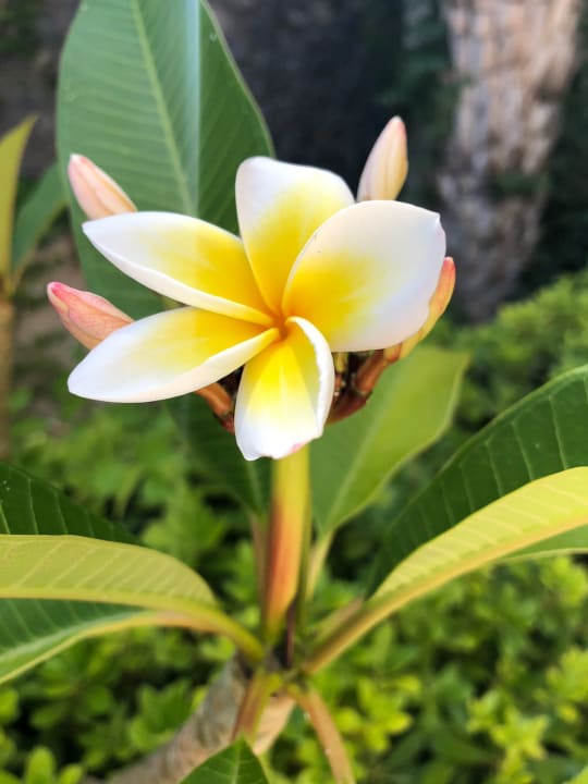 Gartenanlage Aquagrand Artistic Luxury Beach Resort - Adults only