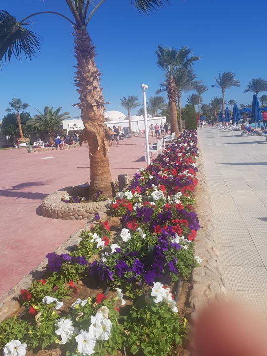 Gartenanlage Desert Rose