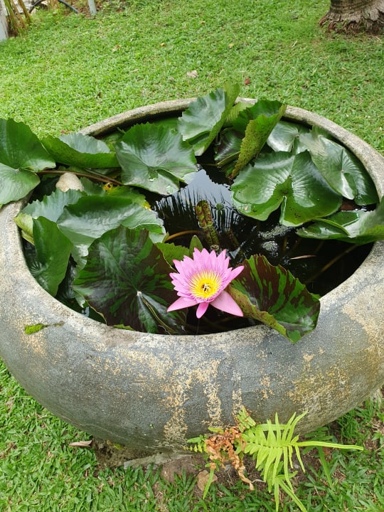 Gartenanlage Moracea by Khao Lak Resort