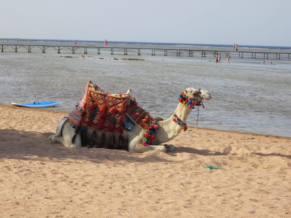 Kamele zum fotografieren oder reiten Jaz Mirabel Park & Club