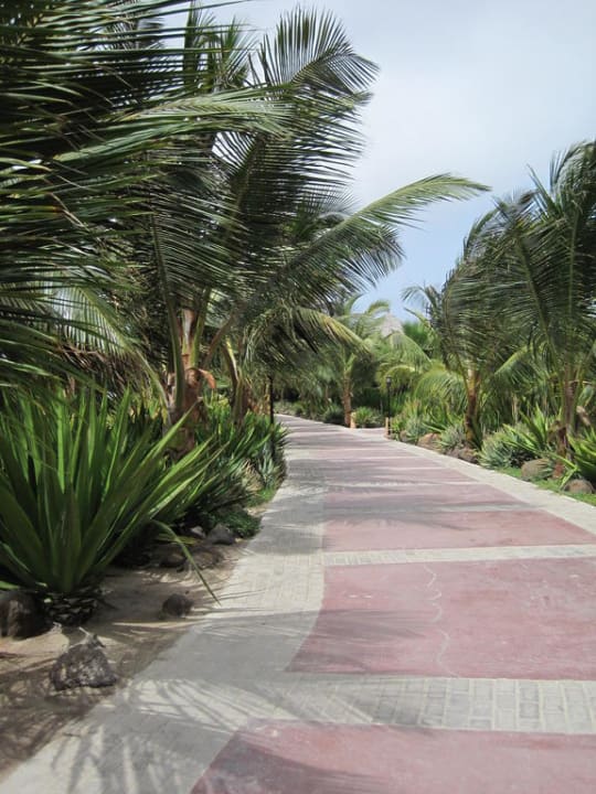 Palmen besäumte Wege Hotel Riu Funana