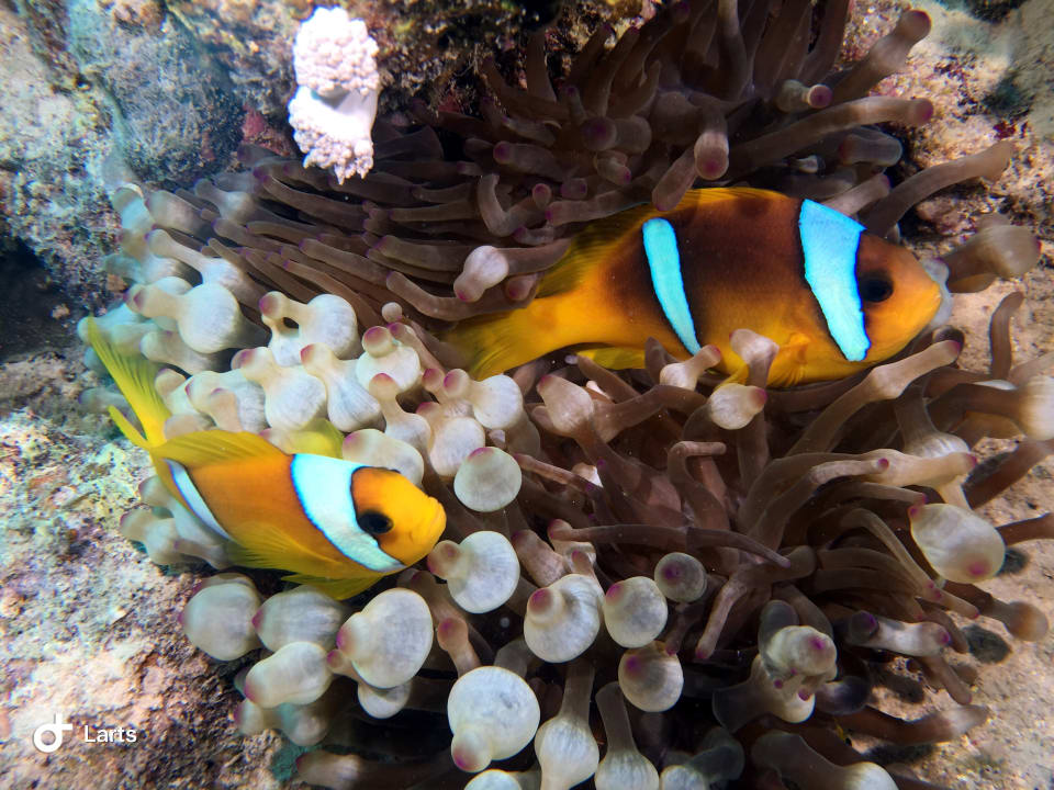 Sport & Freizeit Hotel Gorgonia Beach Resort