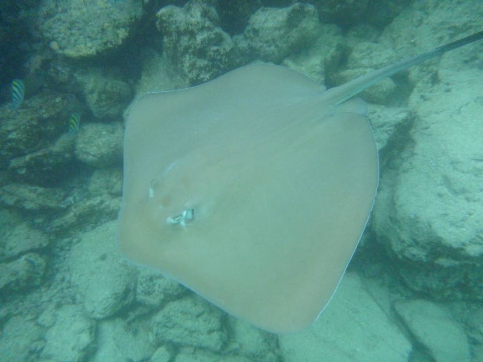 Rochen Summer Island Maldives