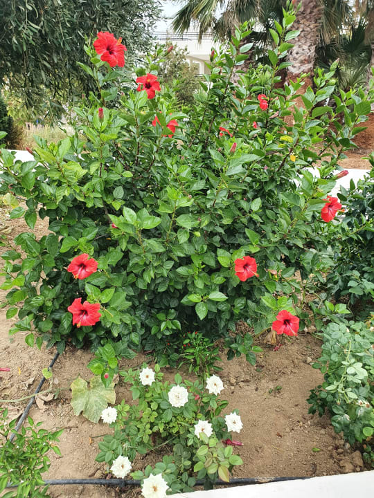 Gartenanlage Delfina Tropic Beach