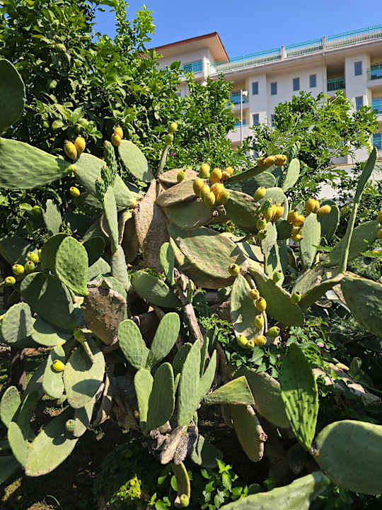 Gartenanlage Belconti Resort Hotel