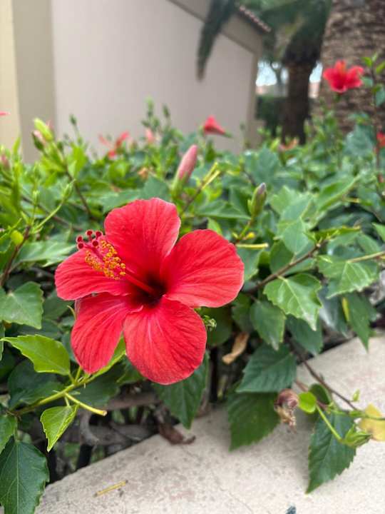 Gartenanlage allsun Hotel Esplendido