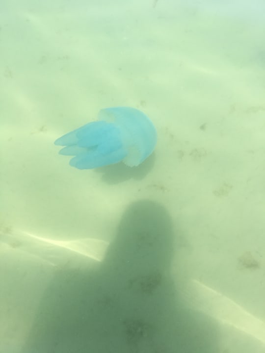 Strand Anantara The Palm Dubai Resort