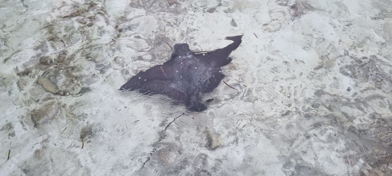 Strand Meeru Maldives Resort Island