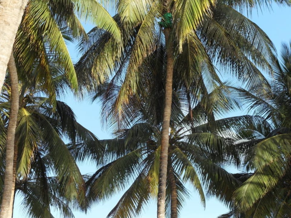 Blick von der Liege zum Himmel oder zu den Palmen Hotel Diani Sea Lodge