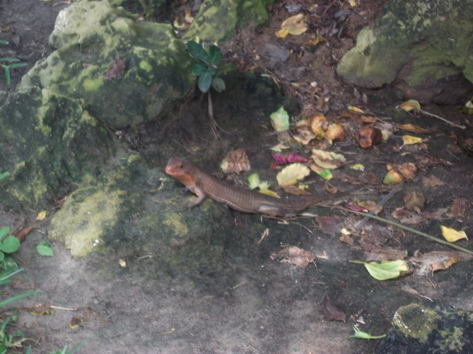 Besucher Hotel Papillon Lagoon Reef