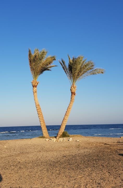 Strand Malikia Resort Abu Dabbab