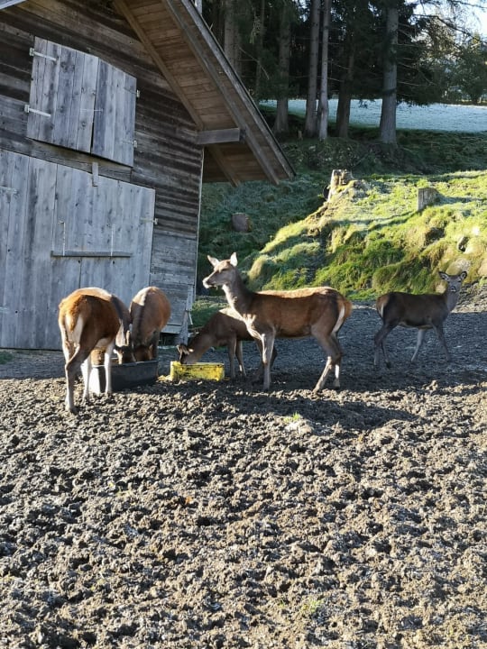 Gartenanlage Hotel Vitaler Landauerhof