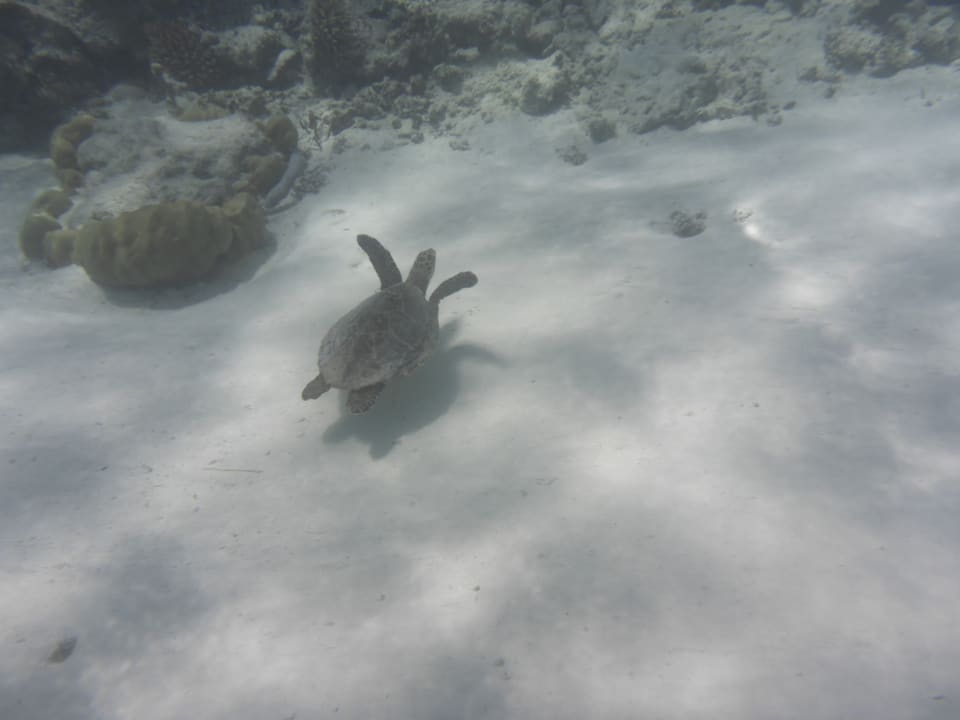 Sport & Freizeit NH Collection Maldives Havodda Resort