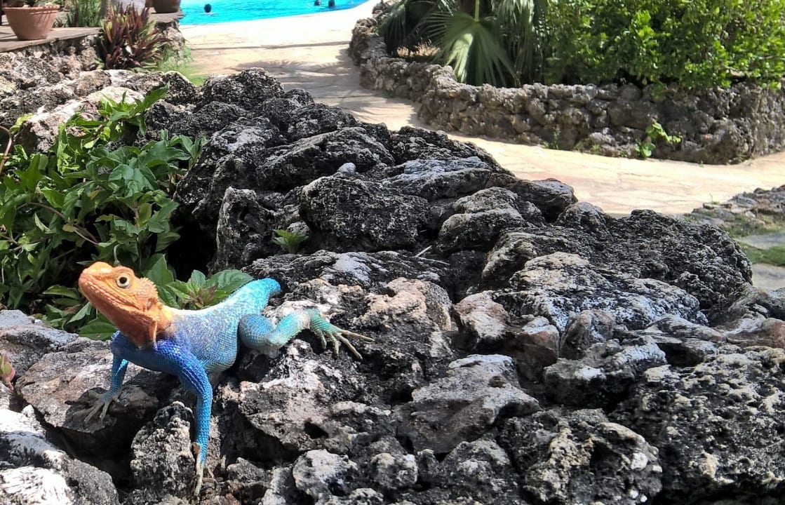 Die Geckos gibts überall Bahari Beach Hotel