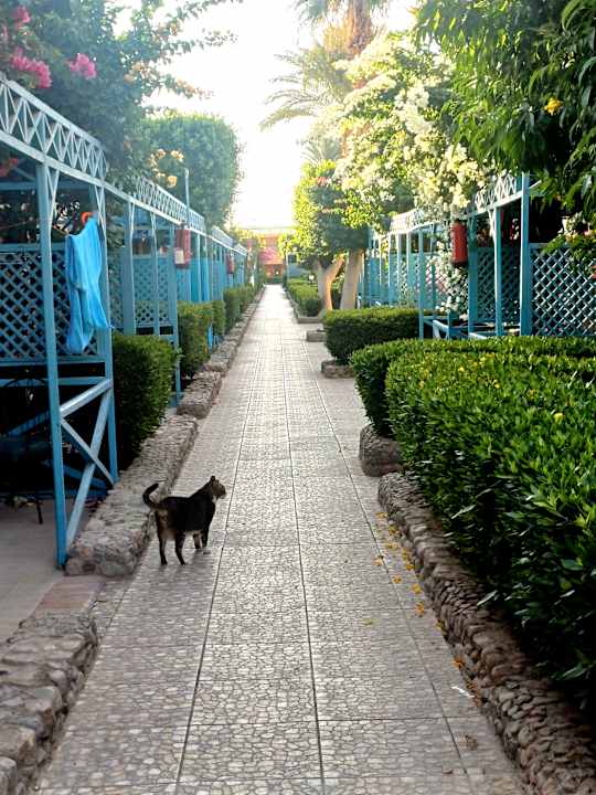 Außenansicht Giftun Azur Resort