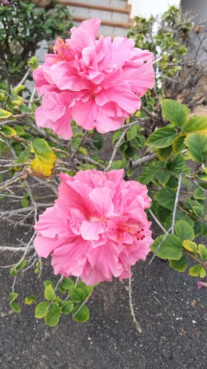 Gartenanlage allsun App.-Hotel Albatros