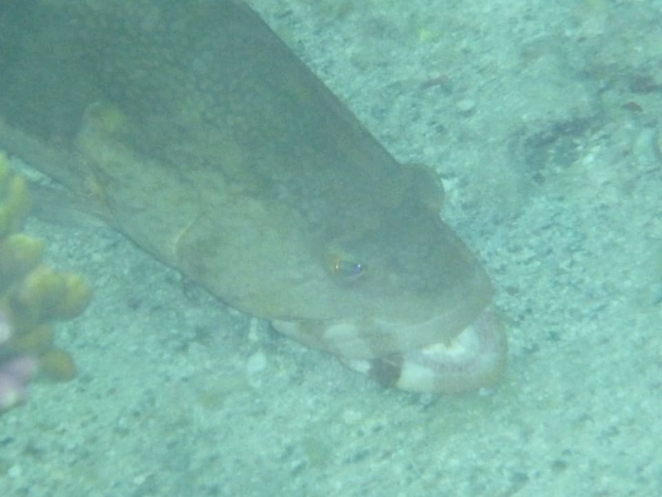 Sport & Freizeit Utopia Beach Club