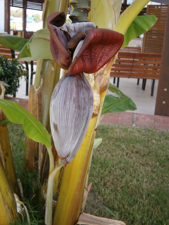 Bananenblühte Cenger Beach Resort & Spa