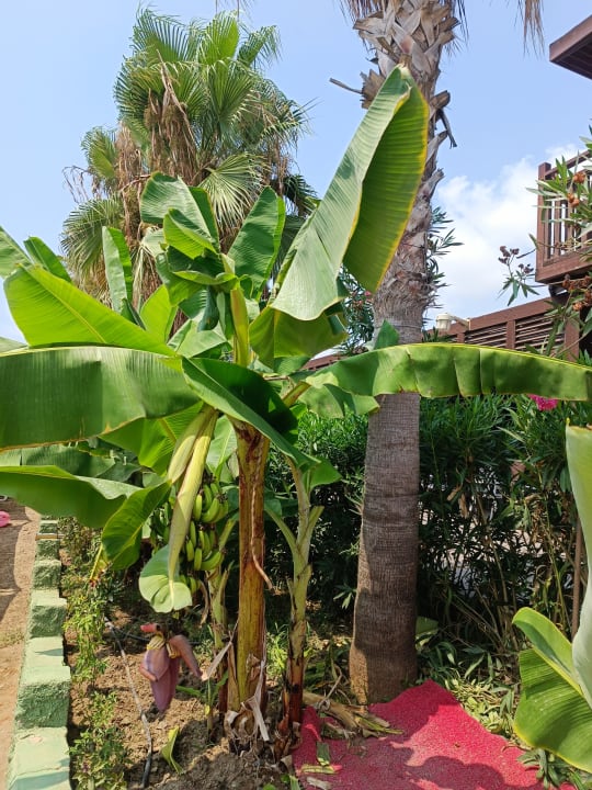 Gartenanlage Haydarpasha Palace