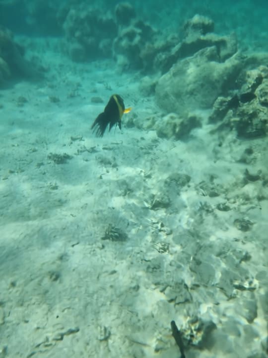 Strand Makadi Spa - Adults only