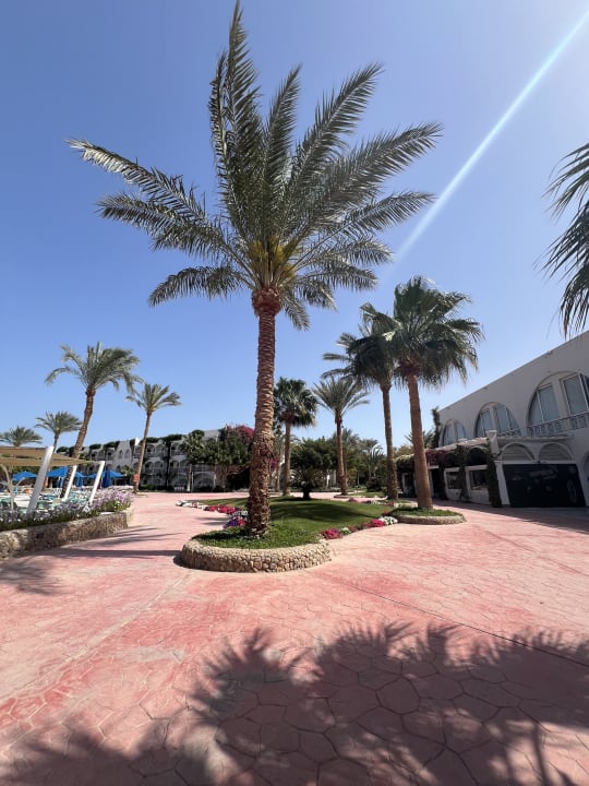 Gartenanlage Desert Rose